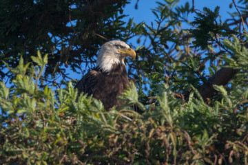 Bald eagle standing on a tree, seen in the wild in  North California