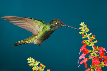 An adult female magnificent Hummingbird (Eugenes fulgens) feeding on a penstamen