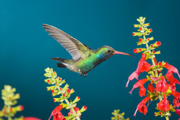 Broad-billed Hummingbird (Cynanthus latirostris) hovers near a penstamon
