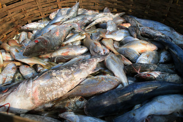 Sea fish. Fish market.