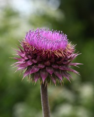 Lone flower