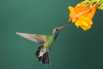 Broad-billed Hummingbird (Cynanthus latirostris) hovers near a feeding site.