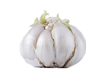Ripe fresh garlic