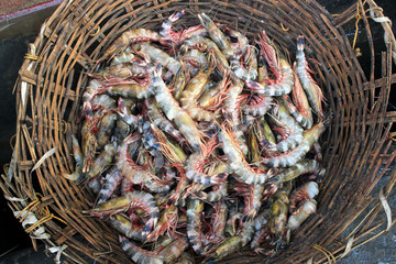 Tiger shrimp are at fish market.