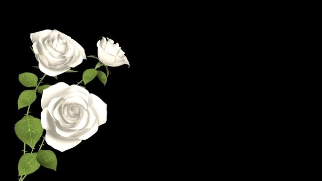 Blooming White Rose flowers, 3D animation