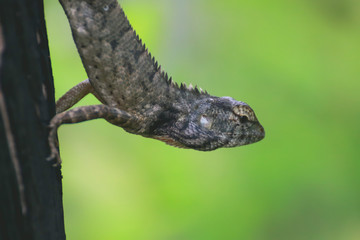 Lizard perching on pole at Thailand
