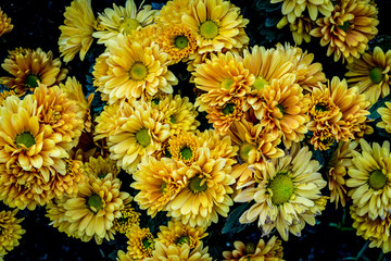 Yellow chrysanthemum flowers