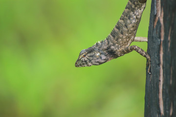 Lizard perching on pole at Thailand