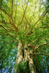 常緑樹、 エコロジー