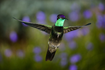 An adult male Magnificent Hummingbird (Eugenes fulgens) hovering in flight in search of food