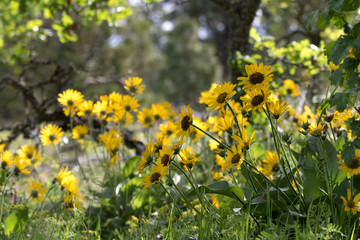 Obraz premium Golden Yellow Oregon Wildflowers