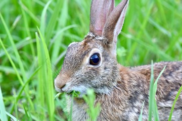 Eastern cottontail rabbit (Sylvilagus floridanus)