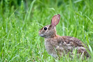Eastern cottontail rabbit (Sylvilagus floridanus)