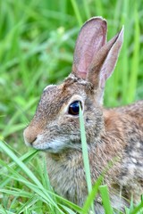 Eastern cottontail rabbit (Sylvilagus floridanus)