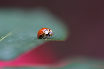 Ladybug Itch