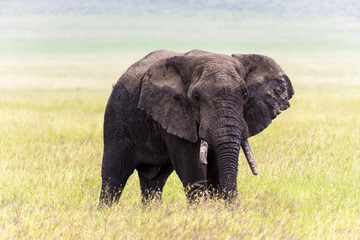 Old bull elephant Serengeti National Park Tanzania Africa 