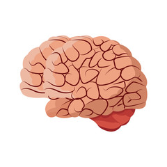 human brain medical science section schematic vector illustration