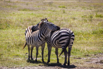 Zebras on grassland in one of the National park of Kenya and border of Tanzania Africa 