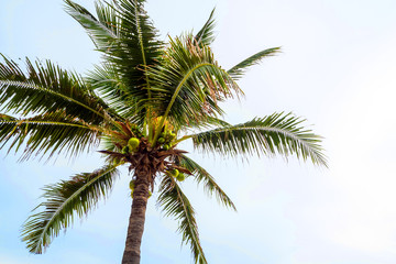 Fototapeta na wymiar Coconut tree and the bright blue sky