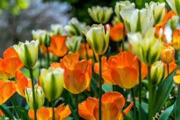 Phoenix Park Flowers