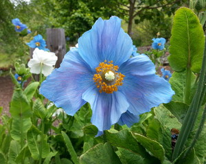 Blue Poppy