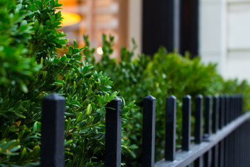 Fototapeta premium Greenery behind iron fence