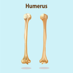 Anatomy and physiology Humerus bones element vector illustration