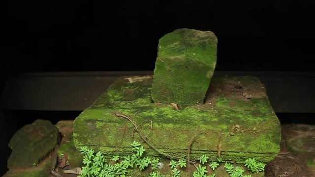 Shiva Lingam and Yoni, ancient and covered in moss, in Angkor Wat area, Cambodia, smooth horizontal tracking shot.