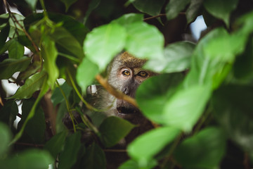 Close up of a monkey
