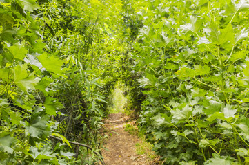 Forest background with a hiking trail.