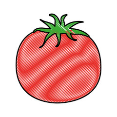 tomato fresh isolated icon vector illustration design