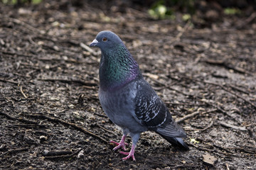 Pigeon
