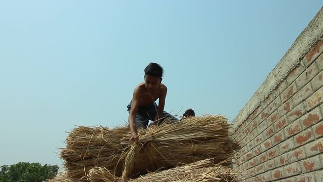 Four boys throw hay from the top of a stack, low wide angle, in a village in Bengal, India