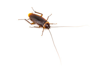 Cockroach on white background