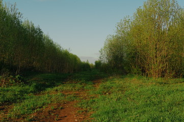 Лес кустарник аллея природа