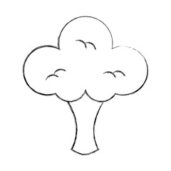 broccoli fresh vegetable isolated icon vector illustration design