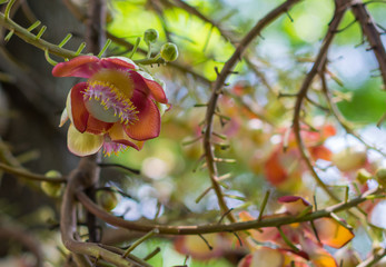Selective Focus of Cannonball Tree, Flower with Bokeh,  Couroupita guianensis