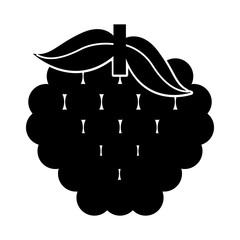 grapes fresh fruit isolated icon vector illustration design