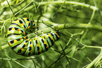 Caterpillar Crawling on Small Branch