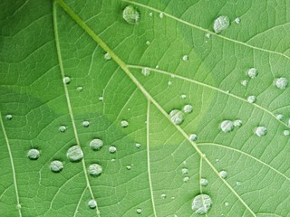 Fototapeta na wymiar Clear water drop over green leaf texture, environmental concept