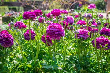 Fototapeta premium Bed of vibrant ranunculus flowers