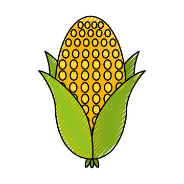 cob corn isolated icon vector illustration design