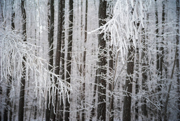 Beautiful winter snow-covered forest, Saratov, Russia. Firs, birches in the snow, branches of trees and frost.