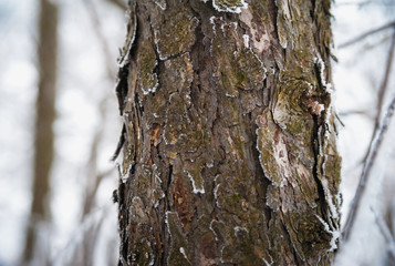 Beautiful winter snow-covered forest, Saratov, Russia. Firs, birches in the snow, branches of trees and frost. Texture of tree bark in winter