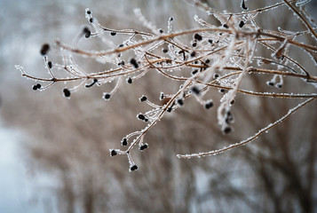 Beautiful winter snow-covered forest, Saratov, Russia. Firs, birches in the snow, branches of trees and frost.