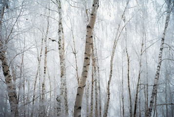 Beautiful winter snow-covered forest, Saratov, Russia. Firs, birches in the snow, branches of trees...
