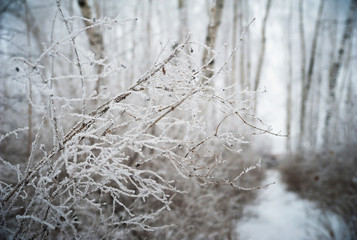 Beautiful winter snow-covered forest, Saratov, Russia. Firs, birches in the snow, branches of trees and frost.