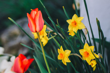 Beautiful fairy dreamy magic red tulips and yellow narcissus flowers with dark green leaves, retro vintage style, soft selective focus, blurry background, copyspace for text