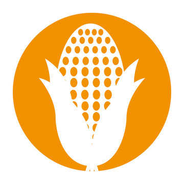 cob corn isolated icon vector illustration design