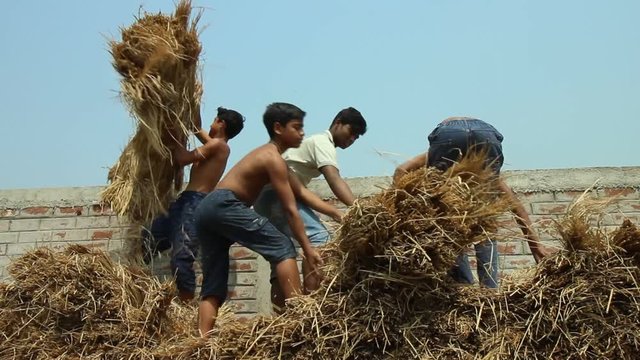 Four boys throw hay from the top of a stack, low angle, in a village in Bengal, India